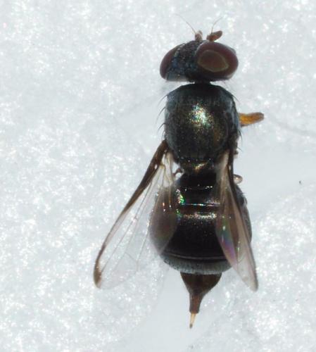 Acrosticta sp.